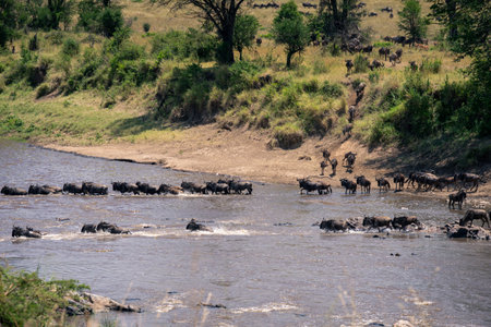 Blue wildebeest cross river in two linesの写真素材