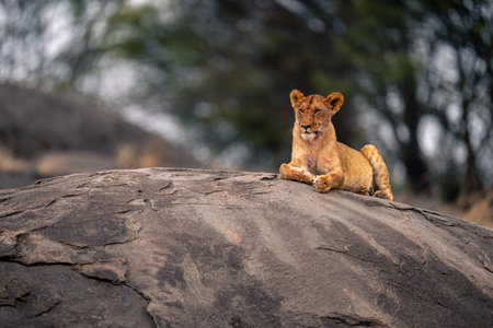 Blood-stained lioness lies on rock near treesの写真素材