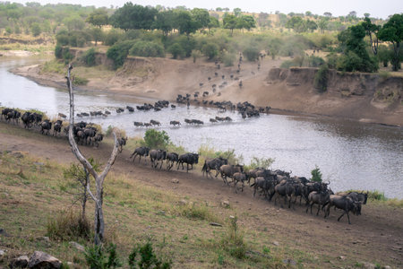 Blue wildebeest cross river in two streamsの写真素材