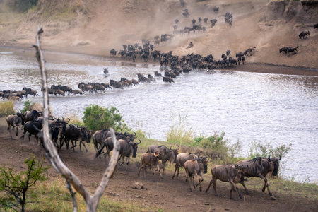 Blue wildebeest cross river past dead treeの写真素材