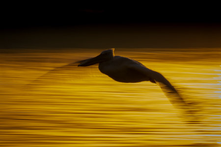 Slow pan of pelican silhouetted above lakeの写真素材