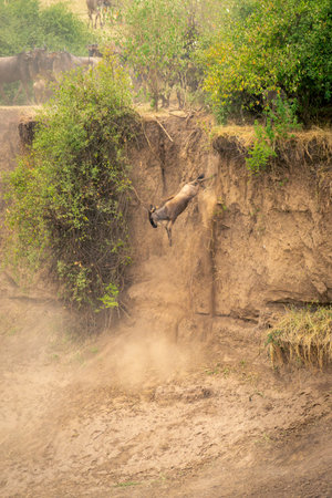 Blue wildebeest jumping off cliff on riverbankの写真素材