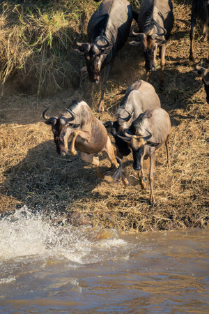 Blue wildebeest jumps from riverbank into waterの写真素材