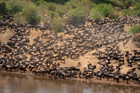 Blue wildebeest gather by river in sunshineの写真素材