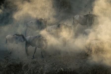 Blue wildebeest herd walk in dust cloudの写真素材