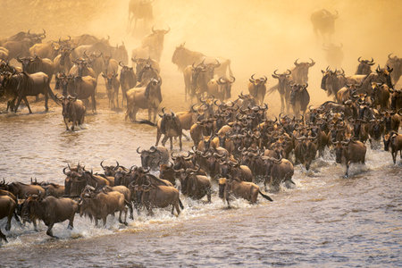 Blue wildebeest herd crossing river in dustの写真素材