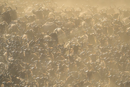 Blue wildebeest herd in dust crosses river