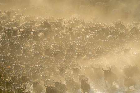 Blue wildebeest herd in dust crossing riverの写真素材