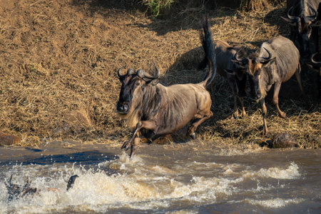 Blue wildebeest in mid-air over turbulent riverの写真素材