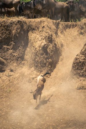 Blue wildebeest lands jump from cliff topの写真素材