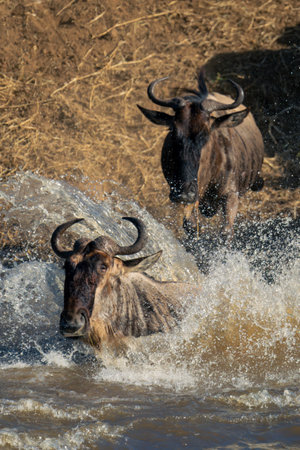 Blue wildebeest lands in river causing splashの写真素材