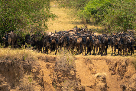Blue wildebeest massing together on cliff edgeの写真素材