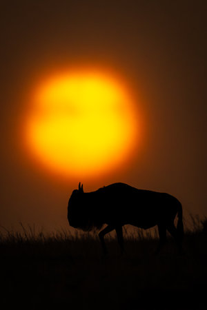 Blue wildebeest on horizon passes misty sunsetの写真素材