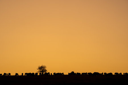 Blue wildebeest stand on horizon at dawnの写真素材