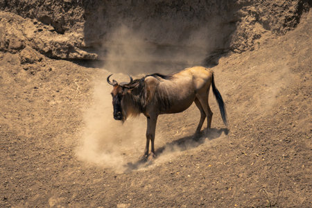 Blue wildebeest stands in dustcloud on riverbankの写真素材