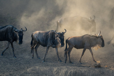 Blue wildebeest walk along riverbank in dustの写真素材
