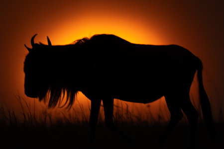 Blue wildebeest stands in silhouette on horizonの写真素材