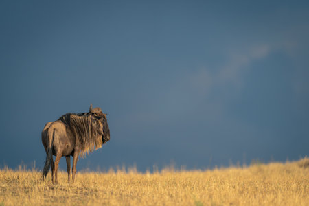 Blue wildebeest stands turning head near horizonの写真素材