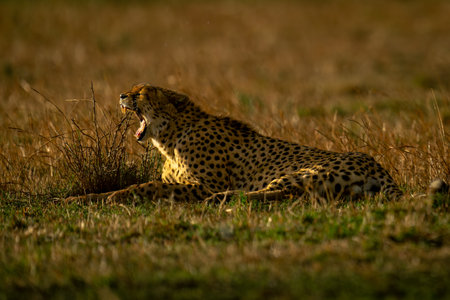 Cheetah lies on plain at dusk yawningの写真素材