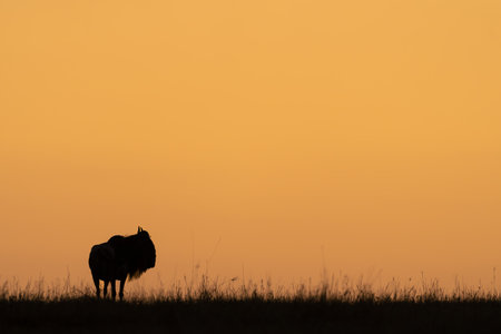 Blue wildebeest stands on horizon turning headの写真素材