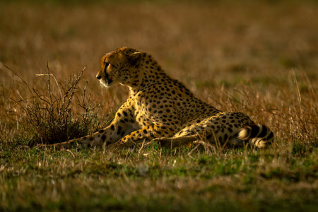 Cheetah lies on grassy plain staring aheadの写真素材