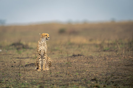 Cheetah sits on grassy plain in sunshineの写真素材