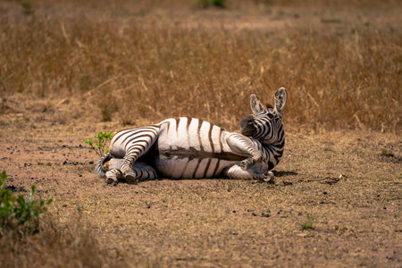 Close-up of plains zebra rolling on grassの写真素材