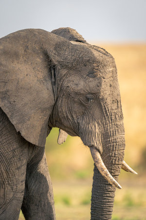 Close-up of African elephant standing in savannah