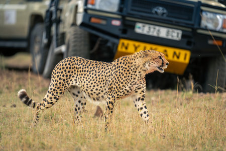 Cheetah walks past two jeeps on grasslandの写真素材