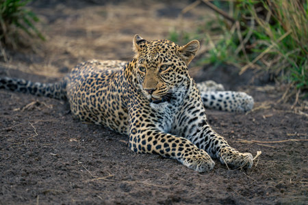 Close-up of female leopard lying turning head