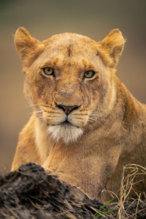 Close-up of lioness lying near muddy bankの写真素材