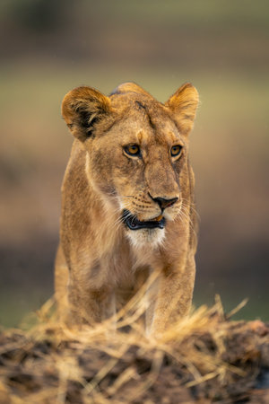 Close-up of male lion standing turning headの写真素材