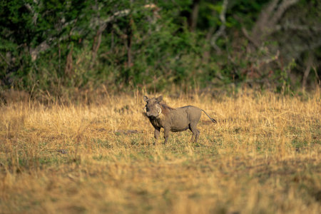Common warthog stands watching camera in grasslandの写真素材