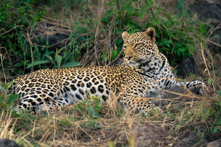 Female leopard lies in undergrowth looking roundの写真素材