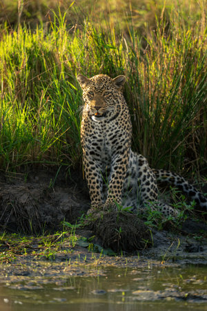 Female leopard sits by waterhole in grassの写真素材