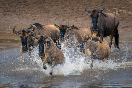 Five blue wildebeest gallop through shallow riverの写真素材