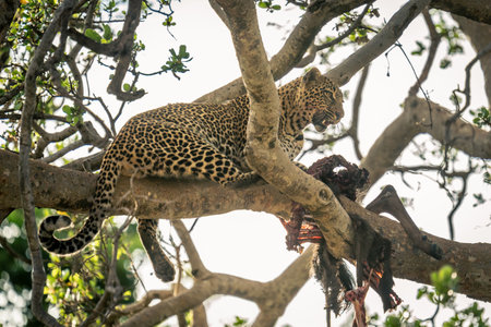 Female leopard lies on branch with killの写真素材