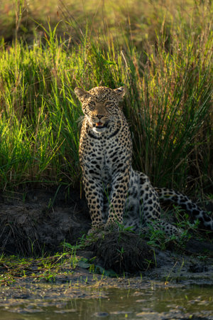 Female leopard sits by waterhole eyeing cameraの写真素材