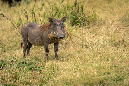 Common warthog standing in grass watching cameraの写真素材