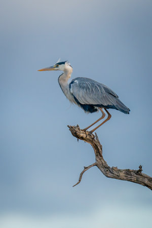 Grey heron crouches on branch against cloudsの写真素材