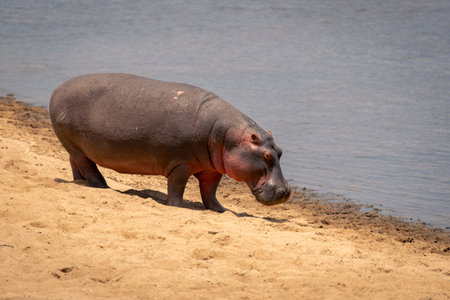 Common hippopotamus walks on riverbank in sunshineの写真素材
