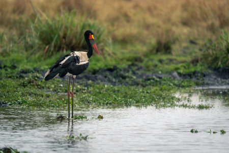 Female saddle-billed stork in waterhole watches cameraの写真素材