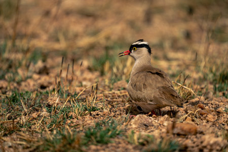Crowned lapwing opens beak on grassy plainの写真素材