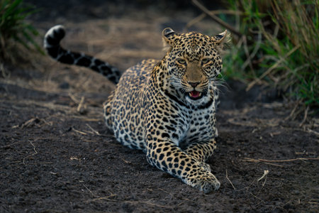 Female leopard lies on ground opening mouthの写真素材