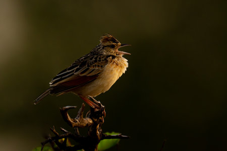 Flappet lark on leafy bush opening beakの写真素材