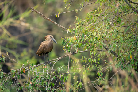 Hamerkop watches camera from branch in woodsの写真素材