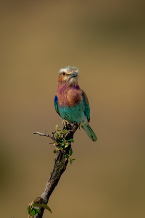 Lilac-breasted roller eyes camera from diagonal branchの写真素材