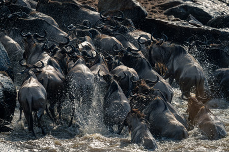 Herd of blue wildebeest splash across riverの写真素材