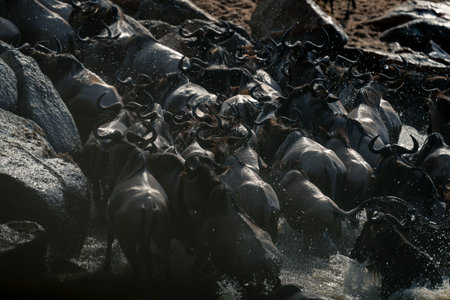 Herd of blue wildebeest splash across Maraの写真素材