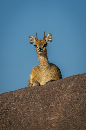 Klipspringer lies on rock staring at cameraの写真素材